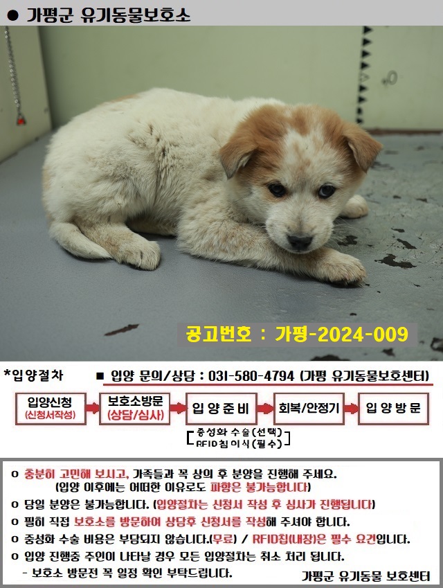 믹스견 이미지 파일 입니다.