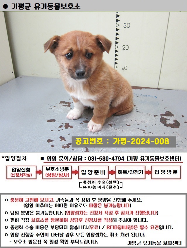 믹스견 이미지 파일 입니다.