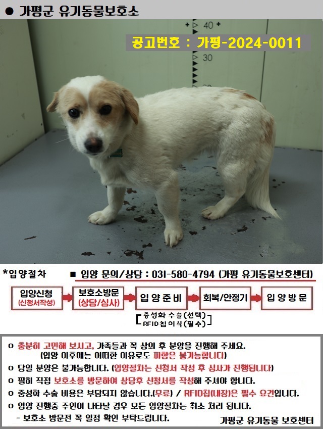 믹스견 이미지 파일 입니다.