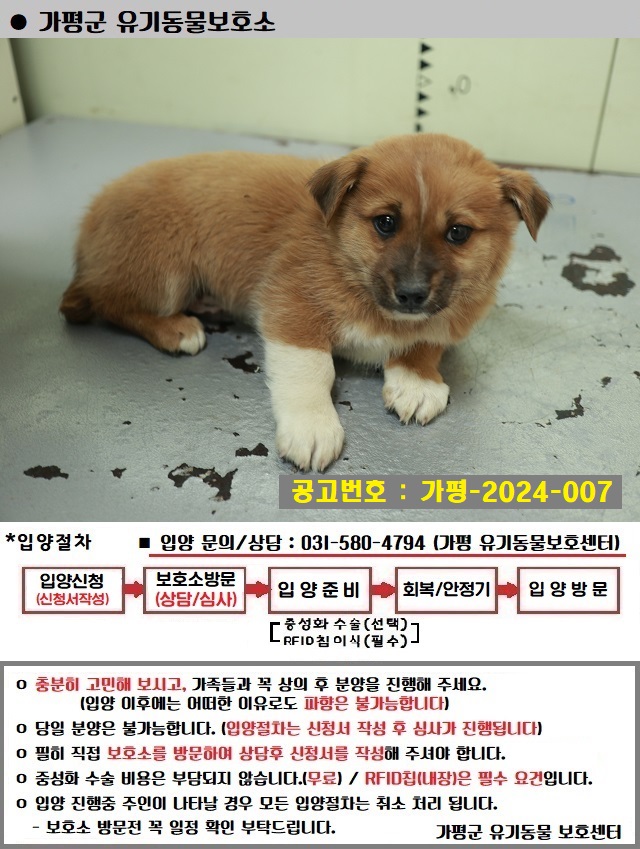 믹스견 이미지 파일 입니다.