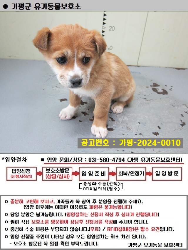 믹스견 이미지 파일 입니다.