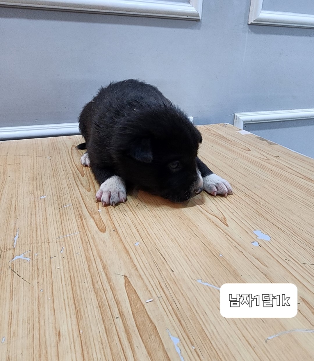 믹스견 이미지 파일 입니다.