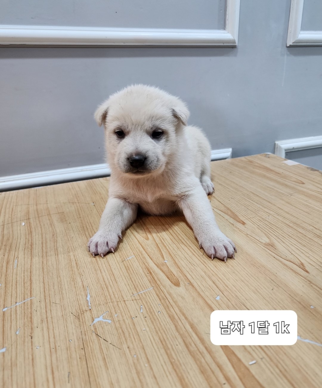 믹스견 이미지 파일 입니다.