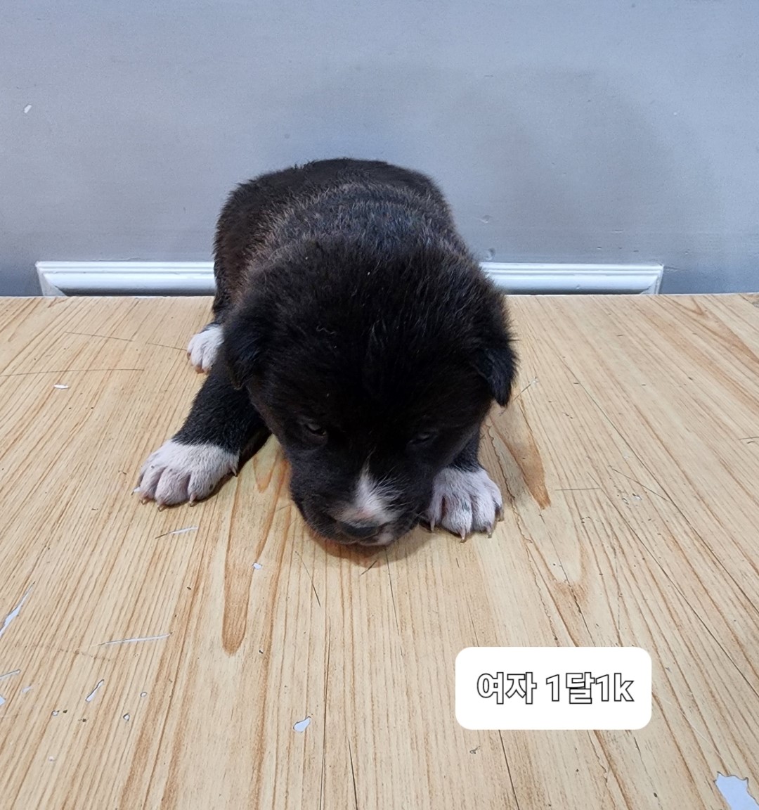 믹스견 이미지 파일 입니다.