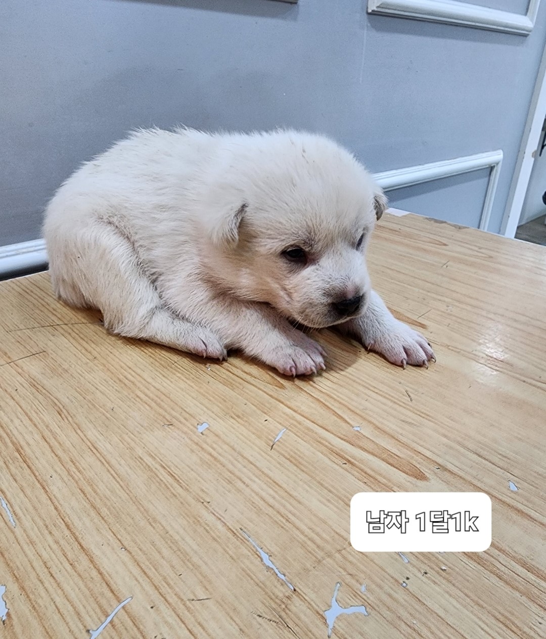 믹스견 이미지 파일 입니다.