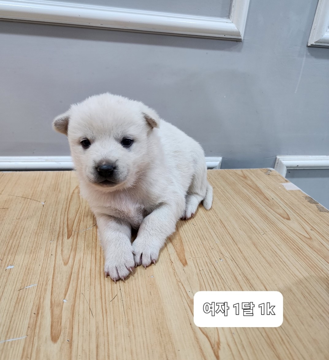 믹스견 이미지 파일 입니다.