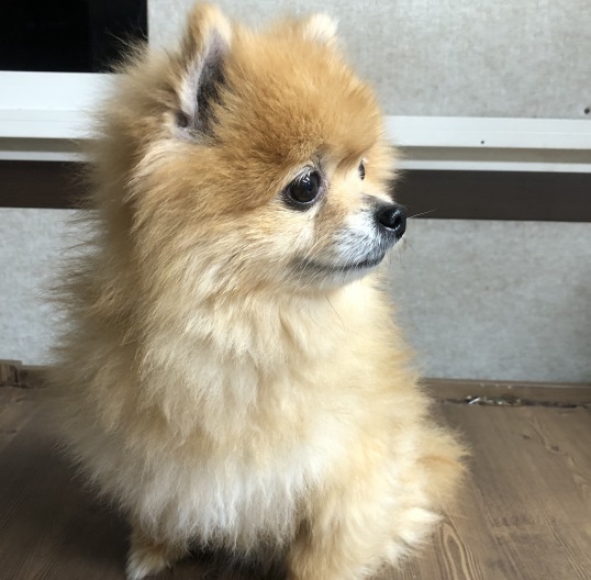 포메라니안 이미지 파일 입니다.