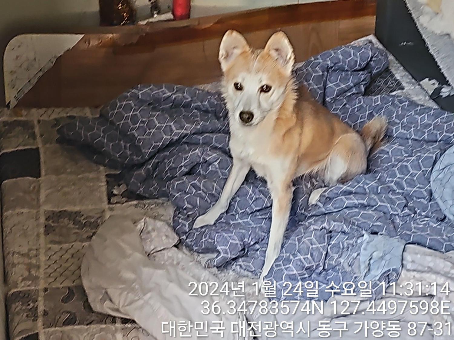 믹스견 이미지 파일 입니다.
