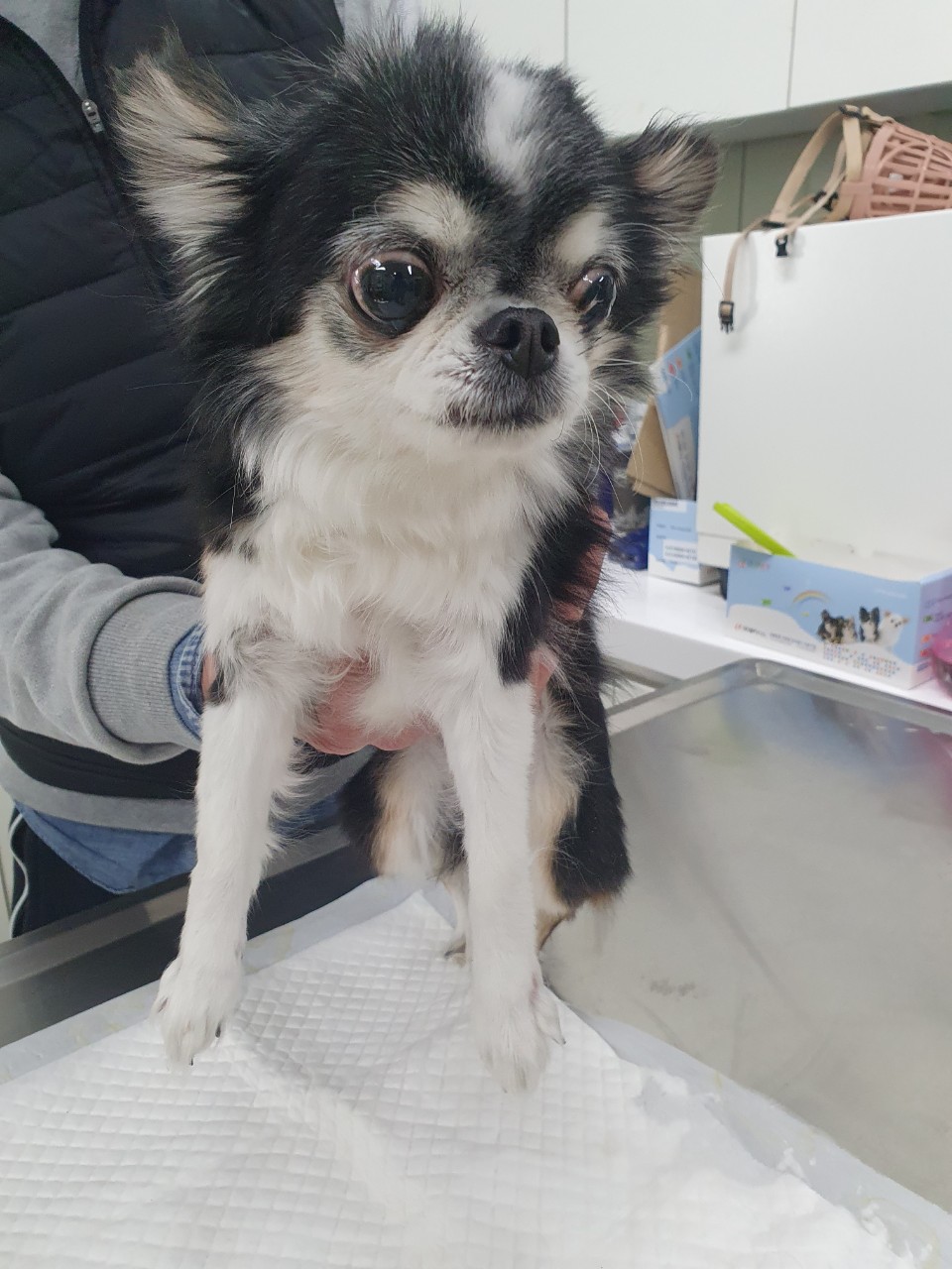 치와와 이미지 파일 입니다.
