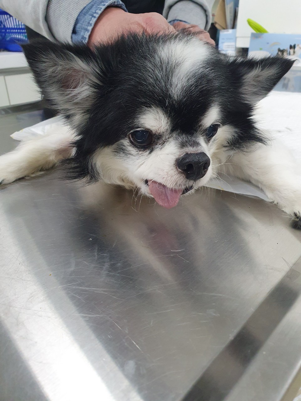 치와와 이미지 파일 입니다.