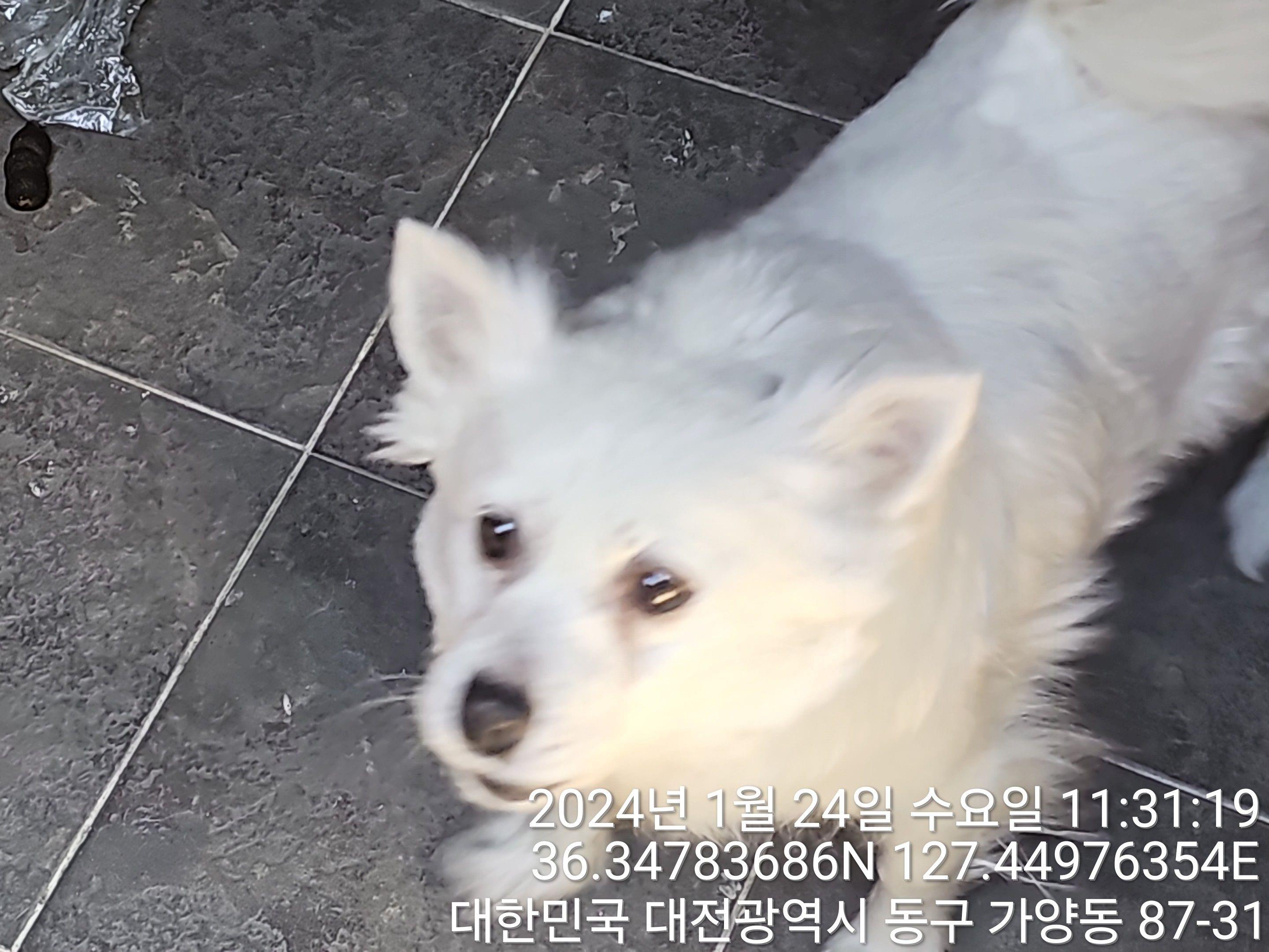 믹스견 이미지 파일 입니다.