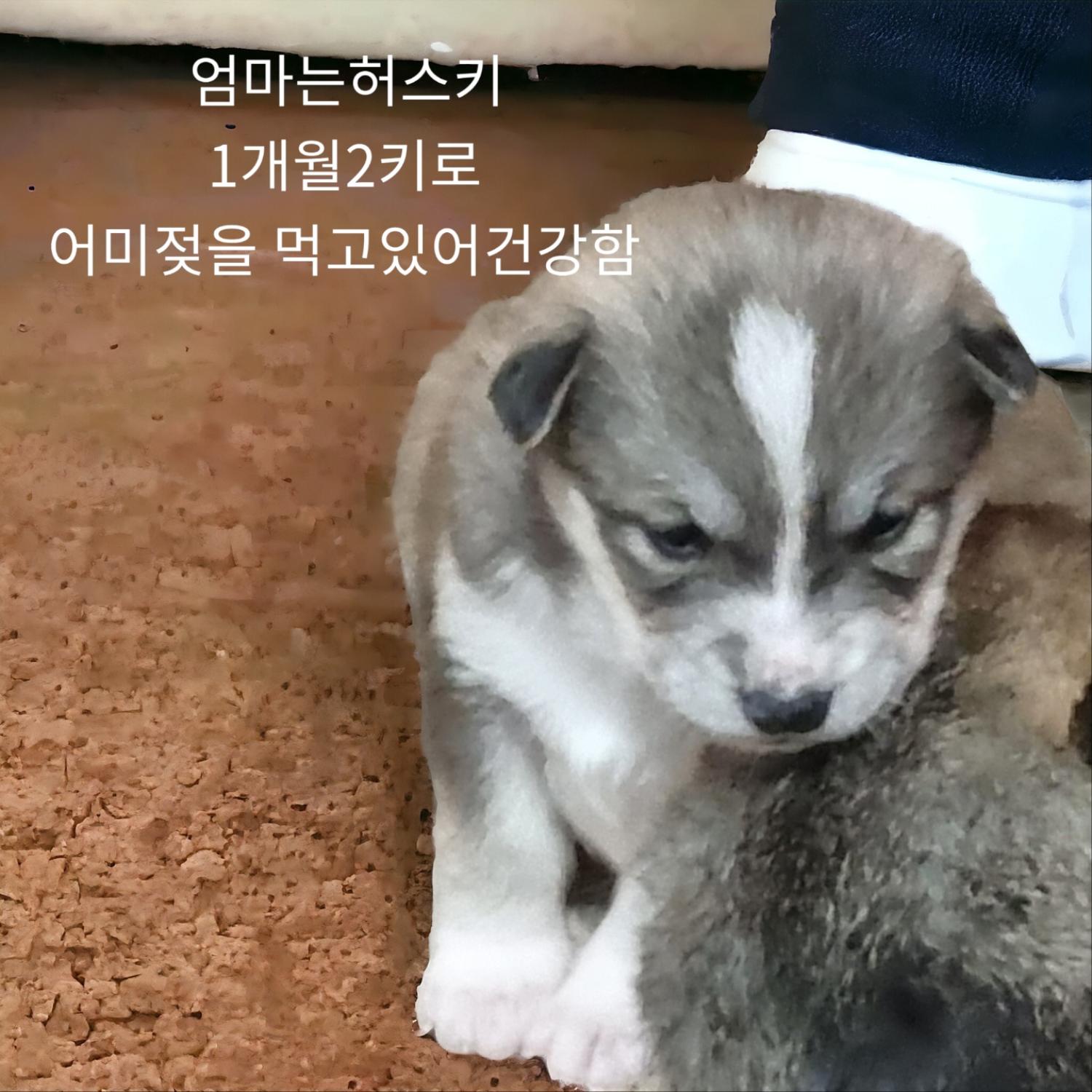 엄마는허스키 이미지 파일 입니다.