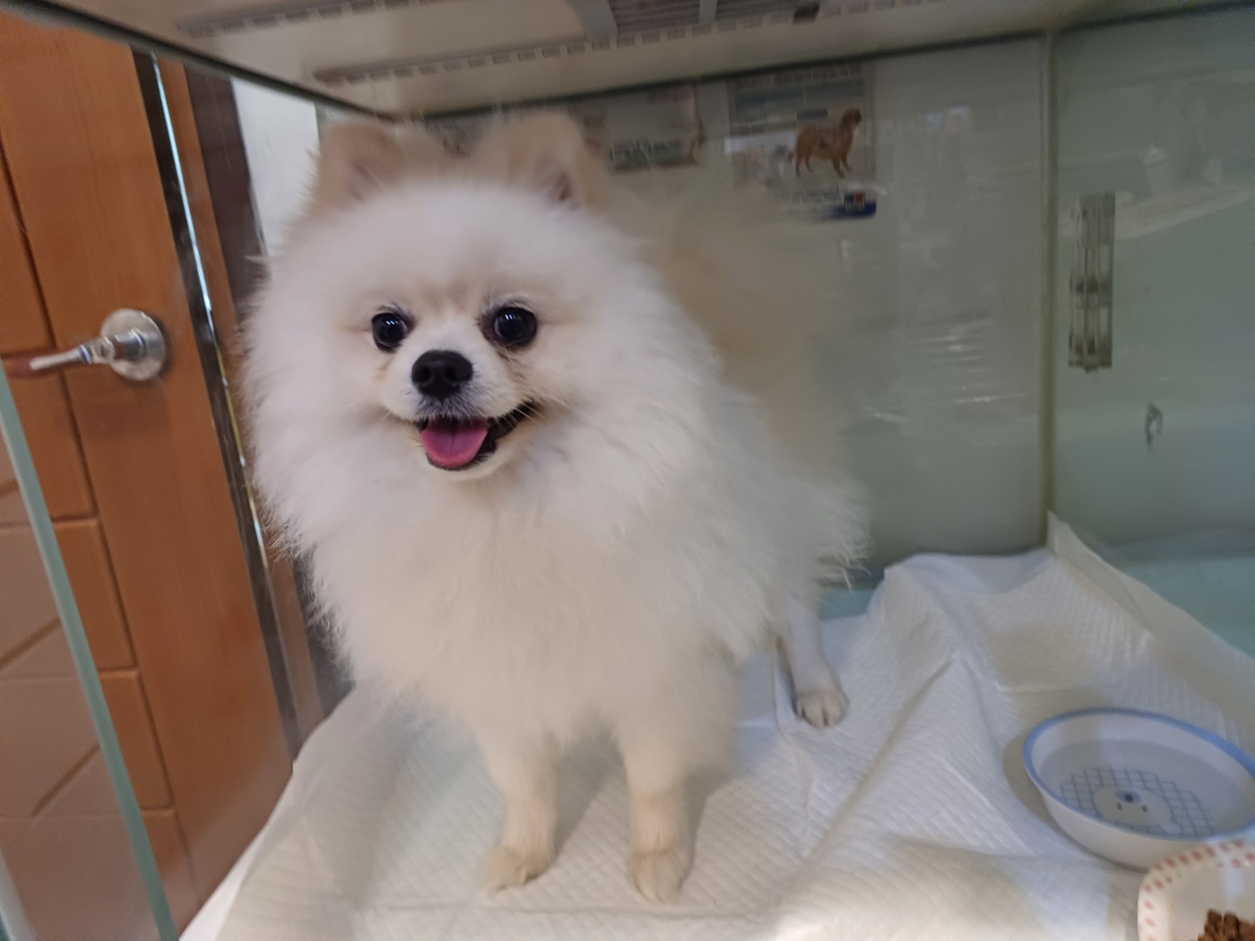 포메라니안 이미지 파일 입니다.