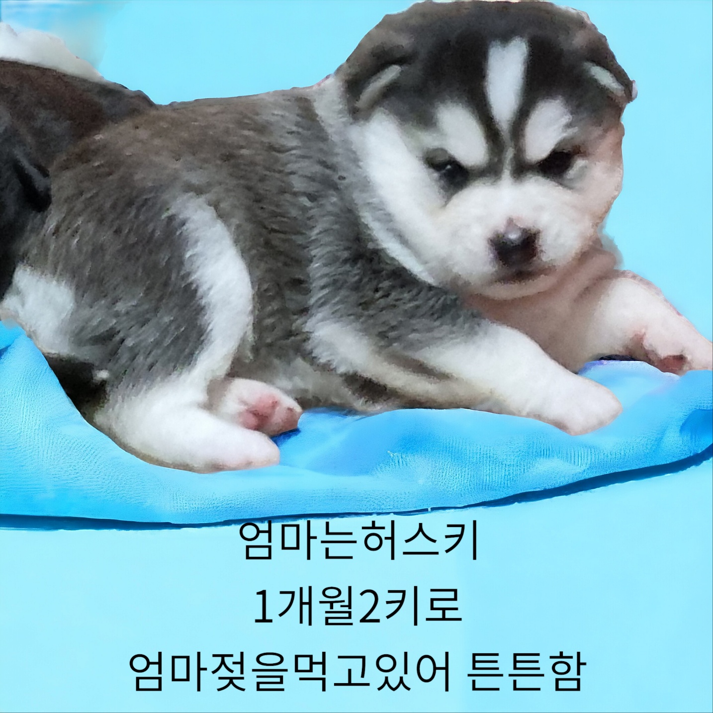 엄마는허스키 이미지 파일 입니다.
