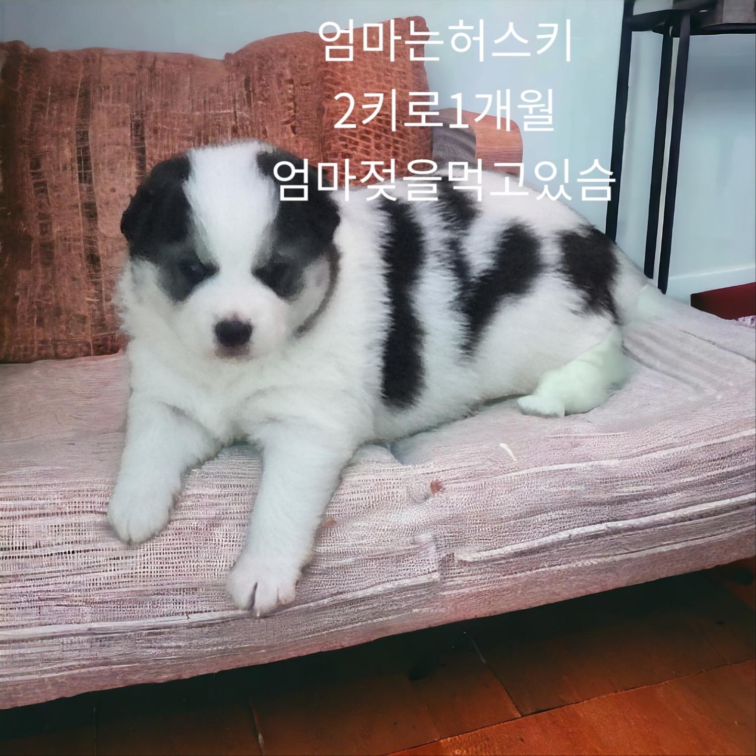 엄마는허스키 이미지 파일 입니다.