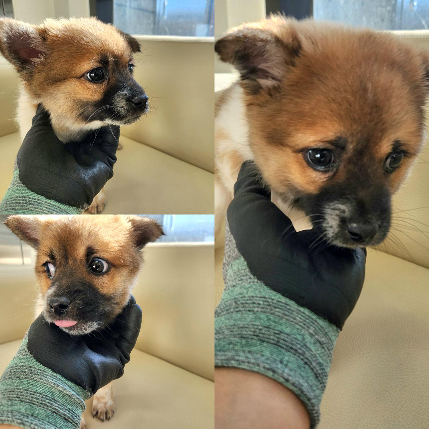 믹스견 이미지 파일 입니다.