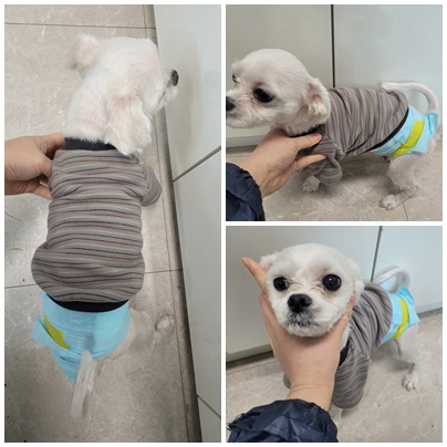 말티즈 이미지 파일 입니다.