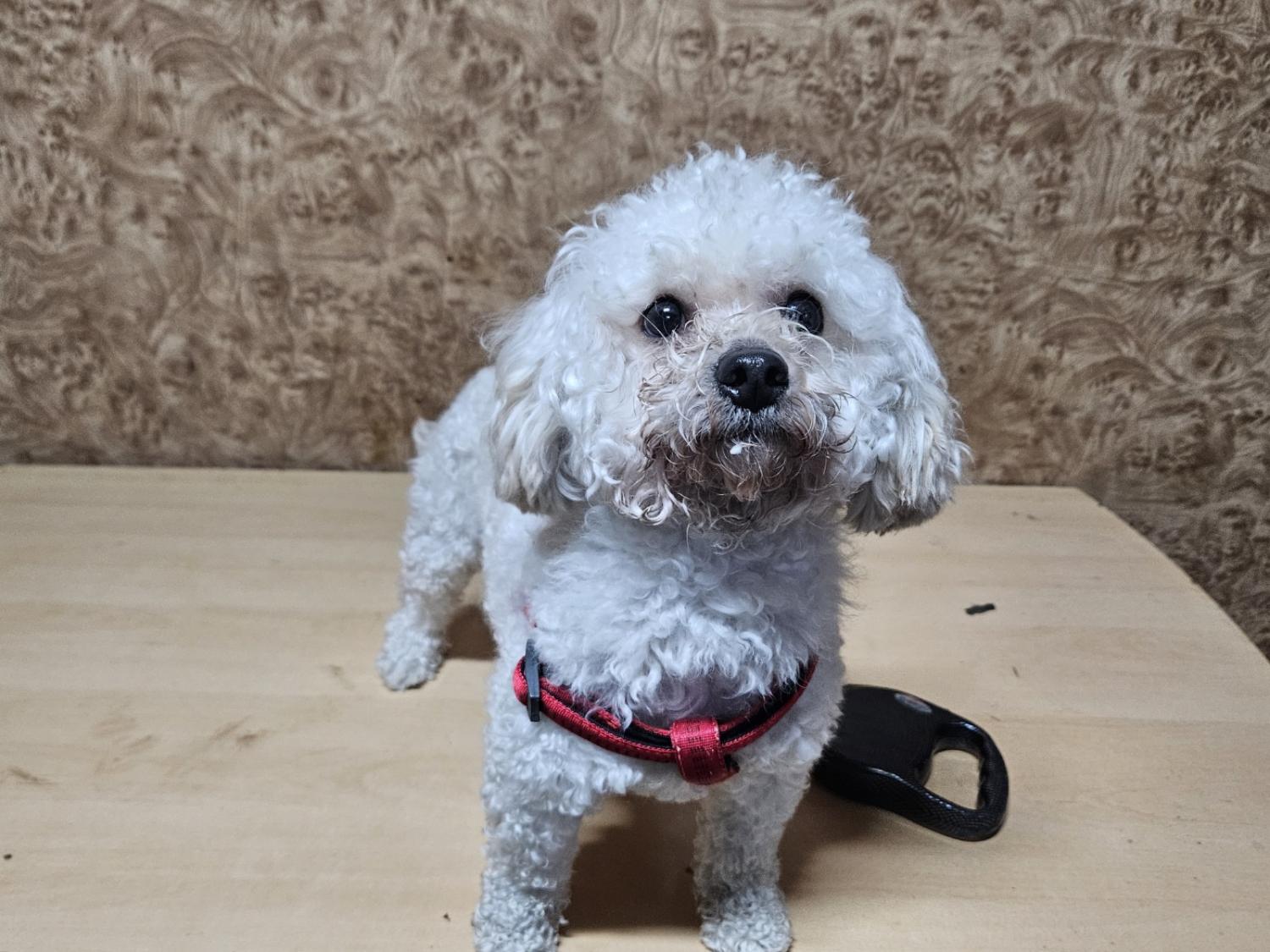 푸들 이미지 파일 입니다.