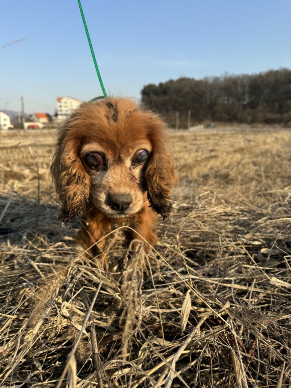 믹스견 이미지 파일 입니다.