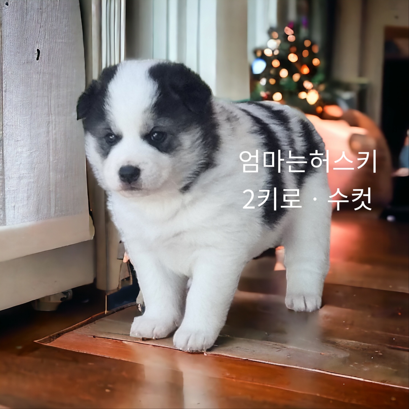 엄마는허스키 이미지 파일 입니다.