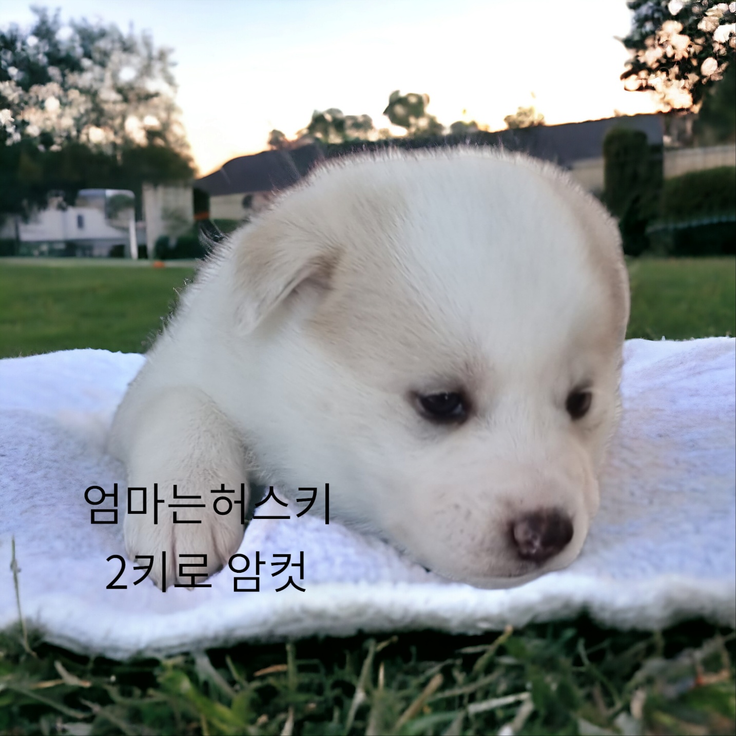 엄마는허스키 이미지 파일 입니다.