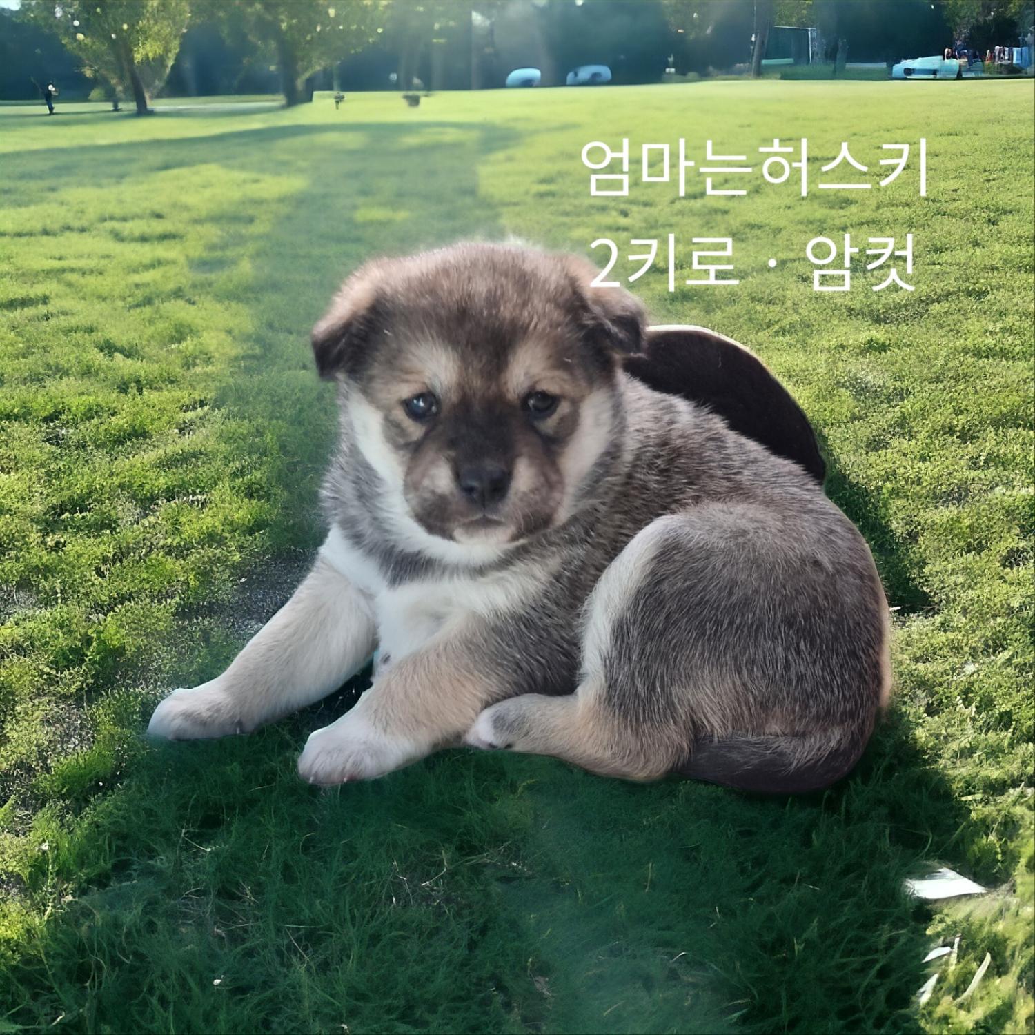 엄마는허스키 이미지 파일 입니다.