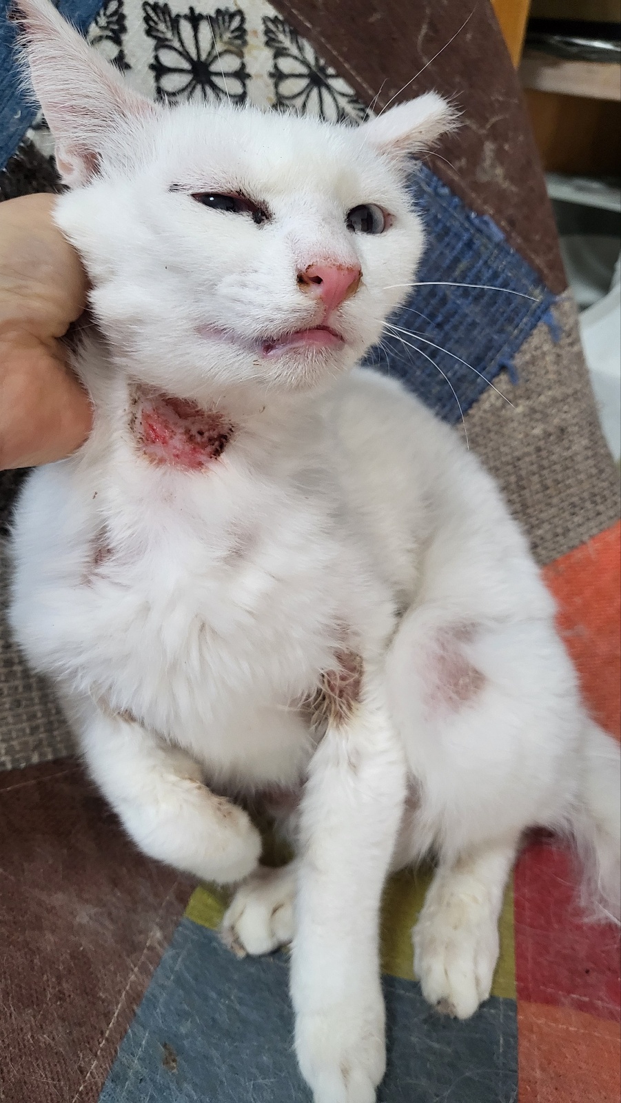 한국 고양이 이미지 파일 입니다.