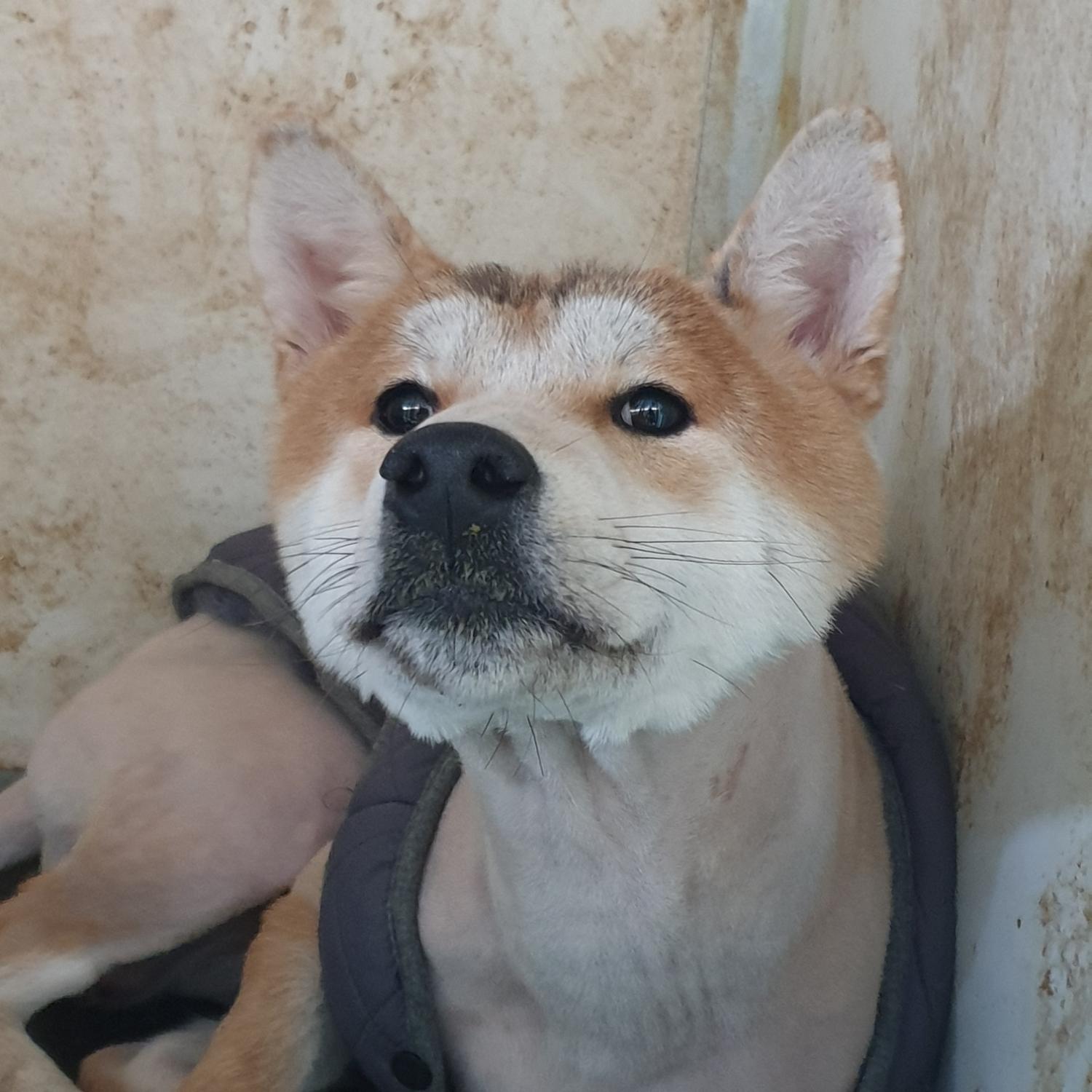 믹스견 이미지 파일 입니다.