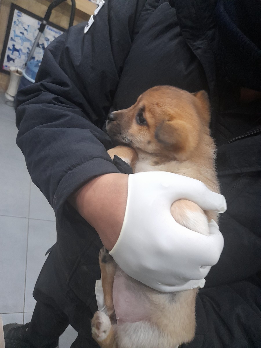 믹스견 이미지 파일 입니다.