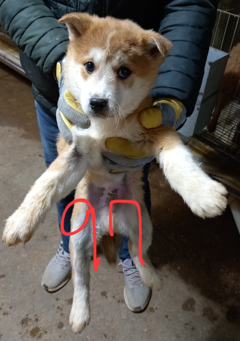 믹스견 이미지 파일 입니다.