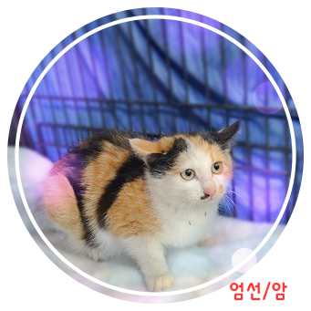 믹스묘 이미지 파일 입니다.