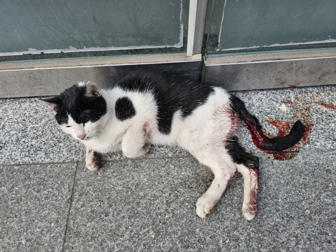 한국 고양이 이미지 파일 입니다.