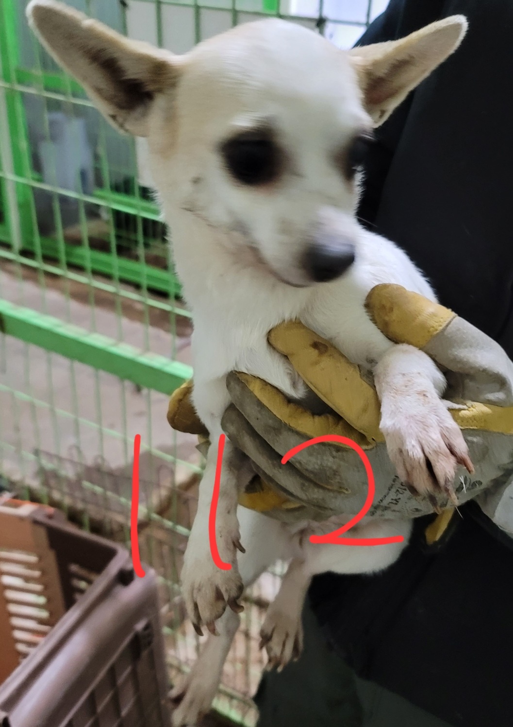 믹스견 이미지 파일 입니다.