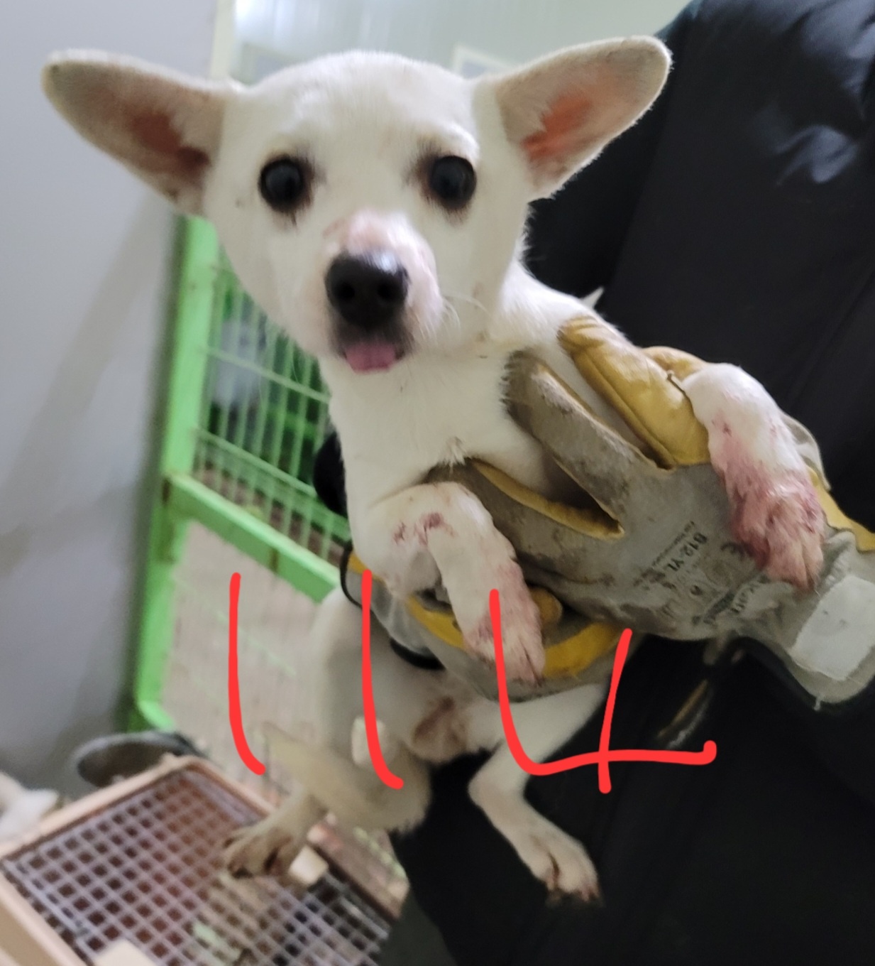 믹스견 이미지 파일 입니다.