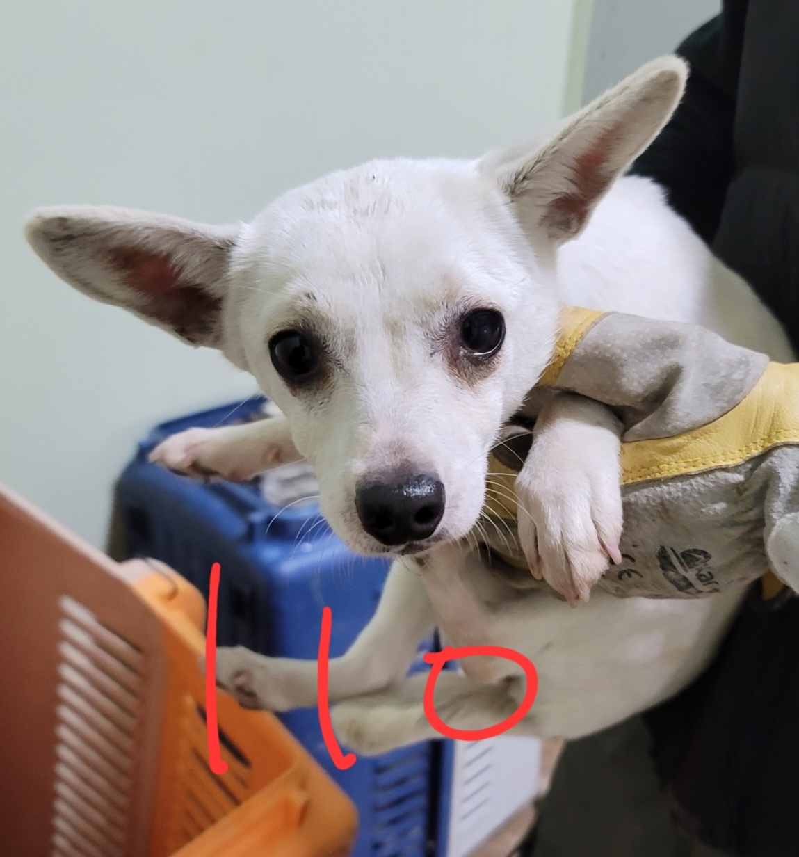 믹스견 이미지 파일 입니다.