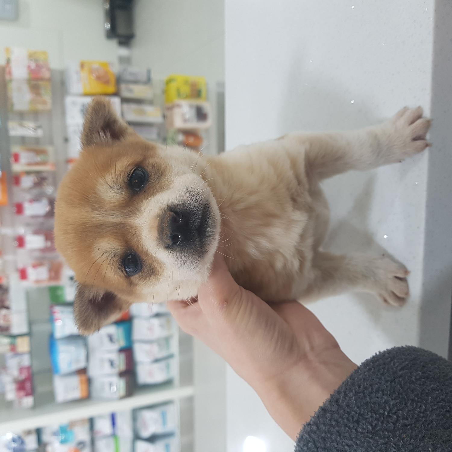 믹스견 이미지 파일 입니다.