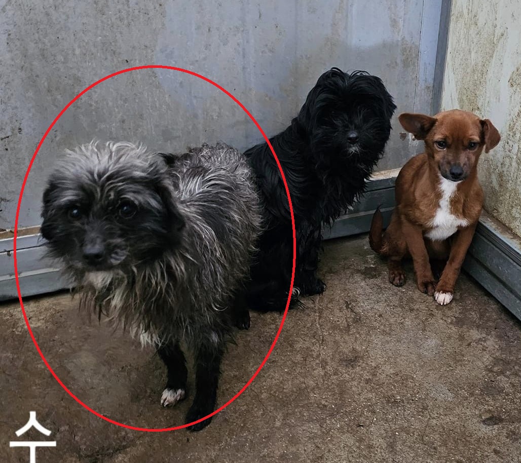 믹스견 이미지 파일 입니다.