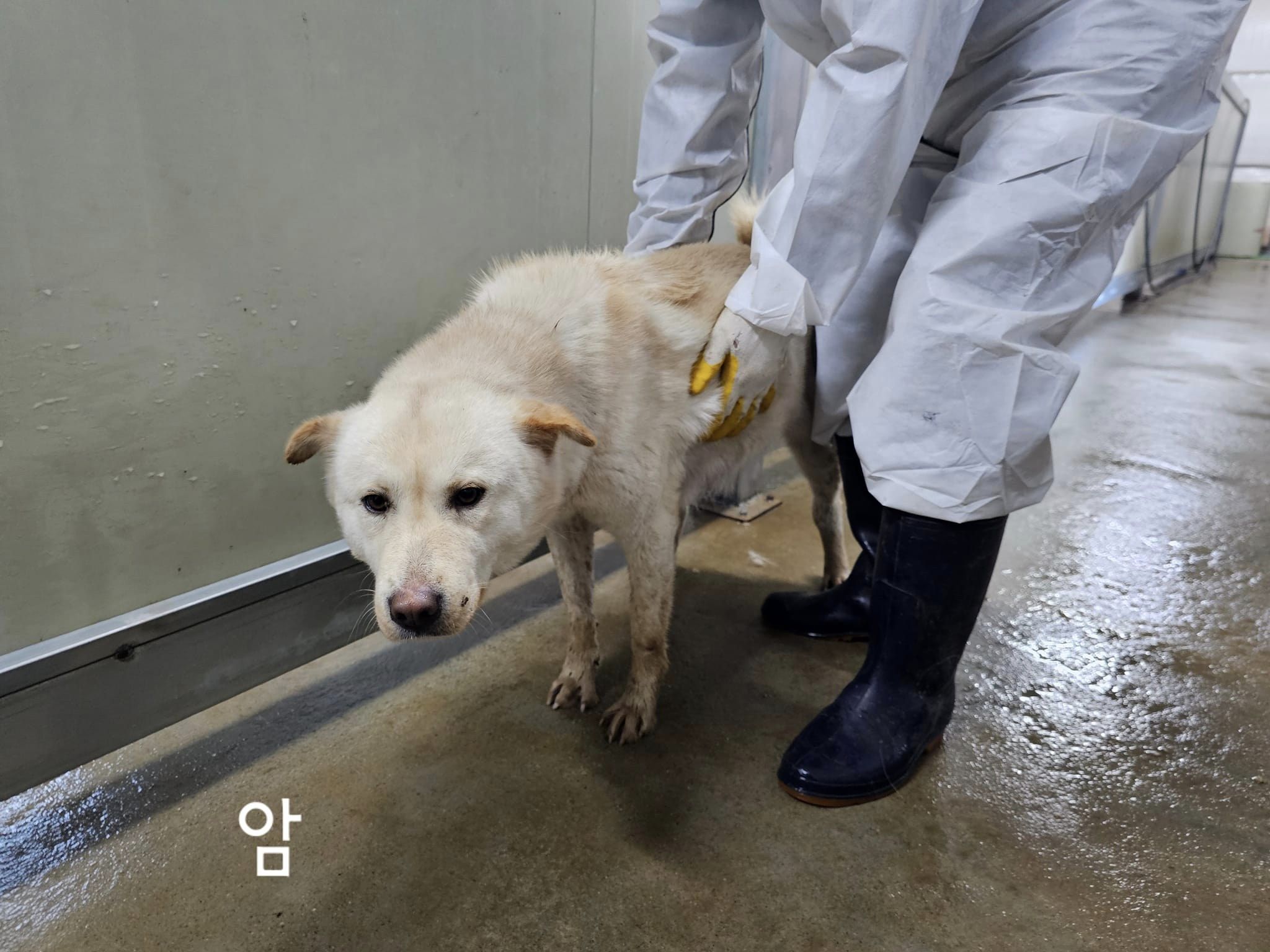 믹스견 이미지 파일 입니다.