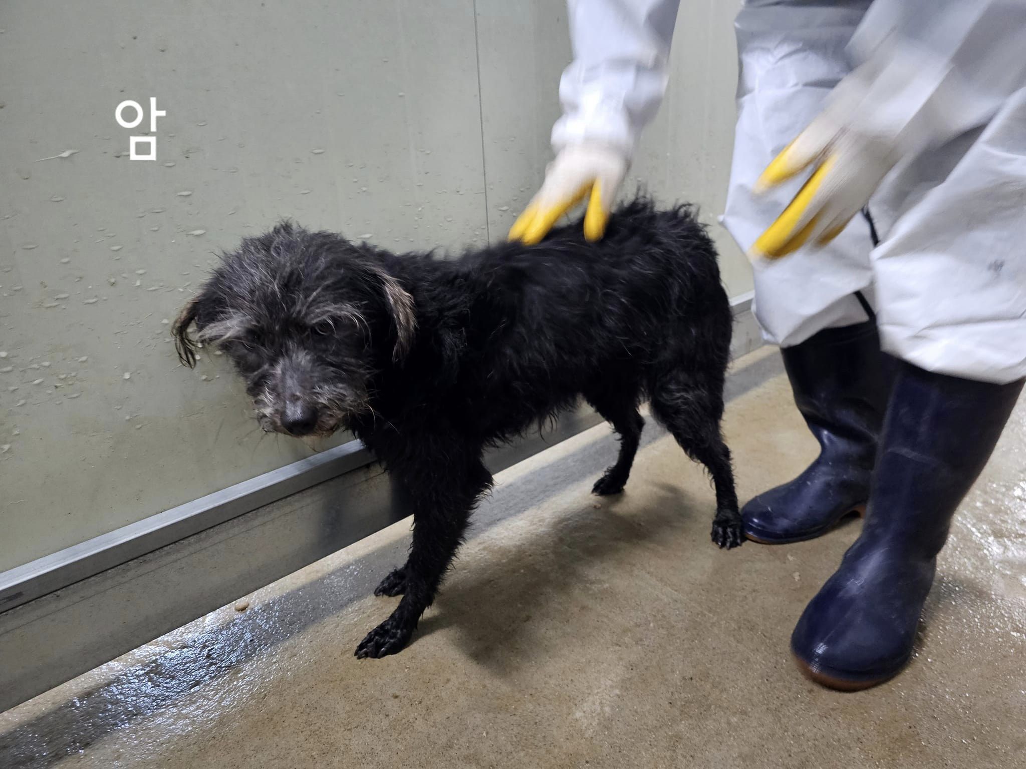 믹스견 이미지 파일 입니다.