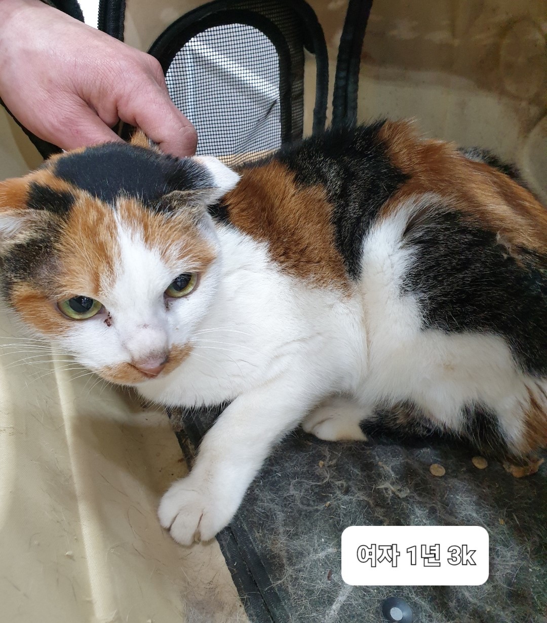 한국 고양이 이미지 파일 입니다.