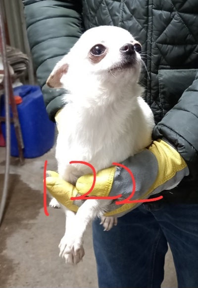 치와와 이미지 파일 입니다.