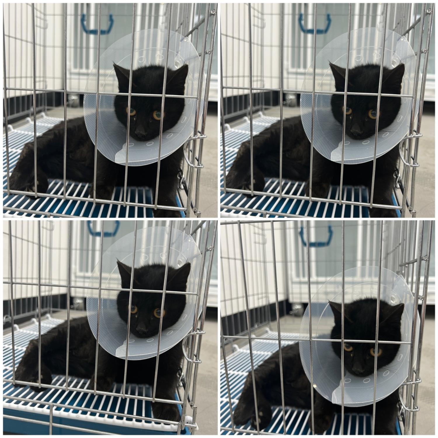 한국 고양이 이미지 파일 입니다.