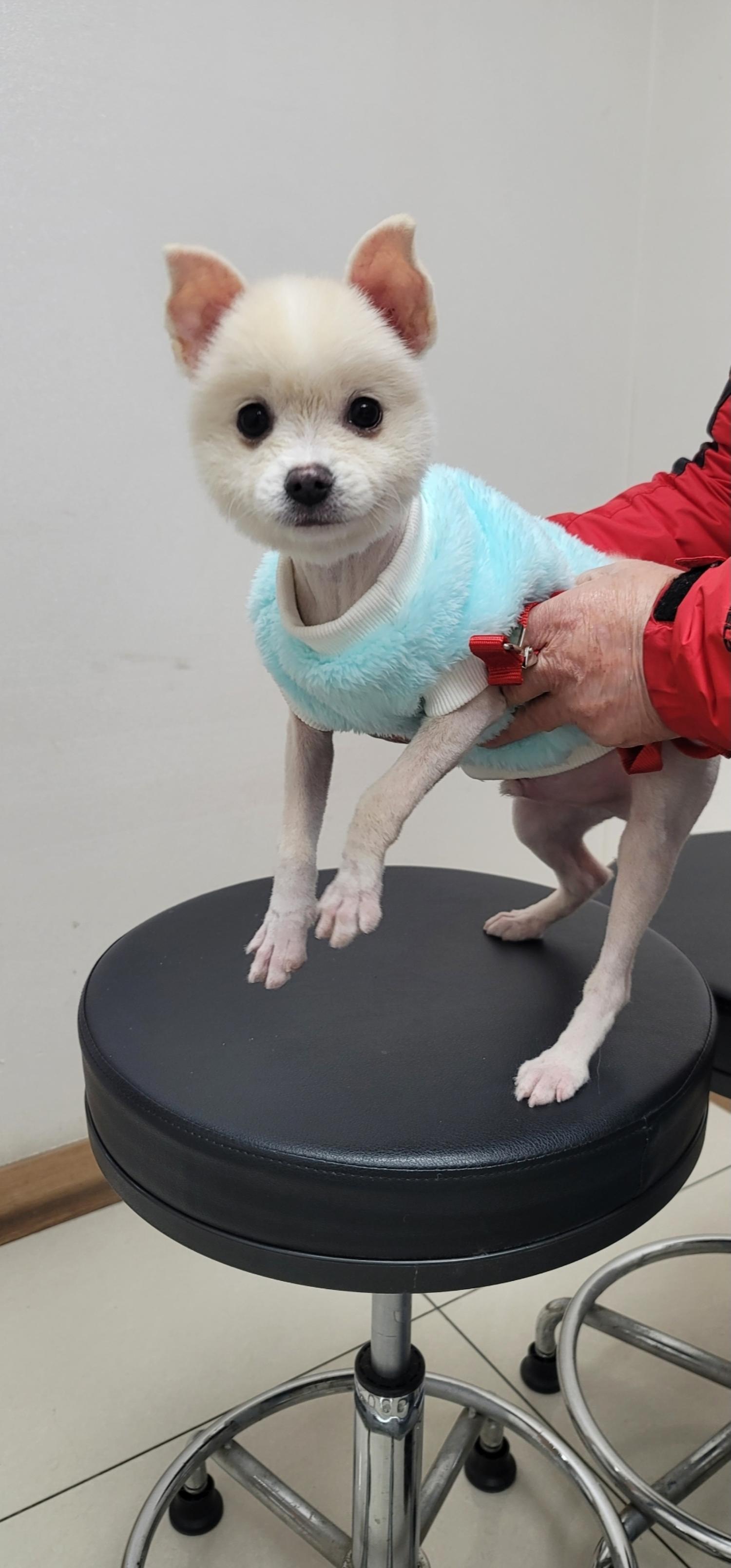 포메라니안 이미지 파일 입니다.