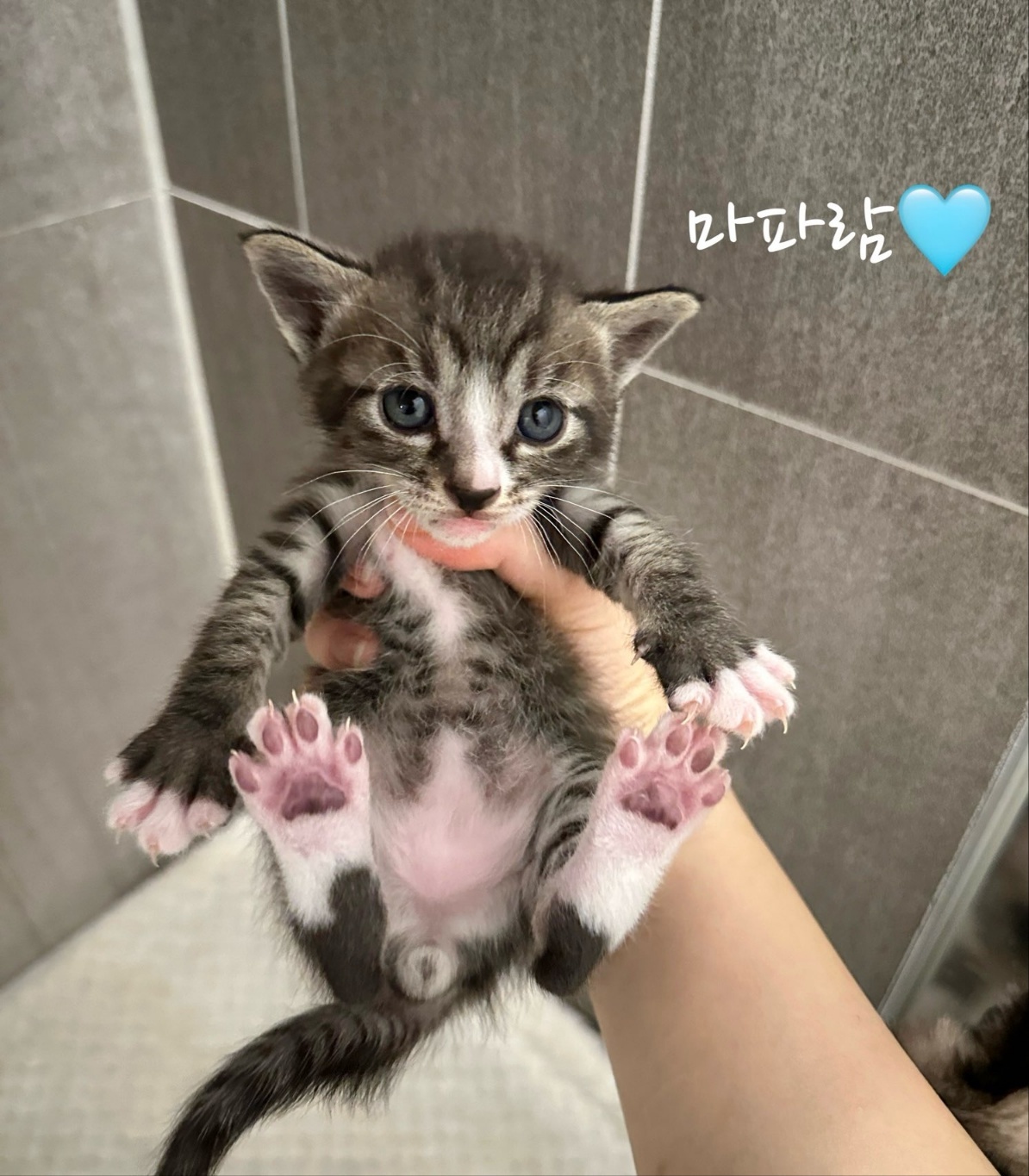 믹스묘 이미지 파일 입니다.