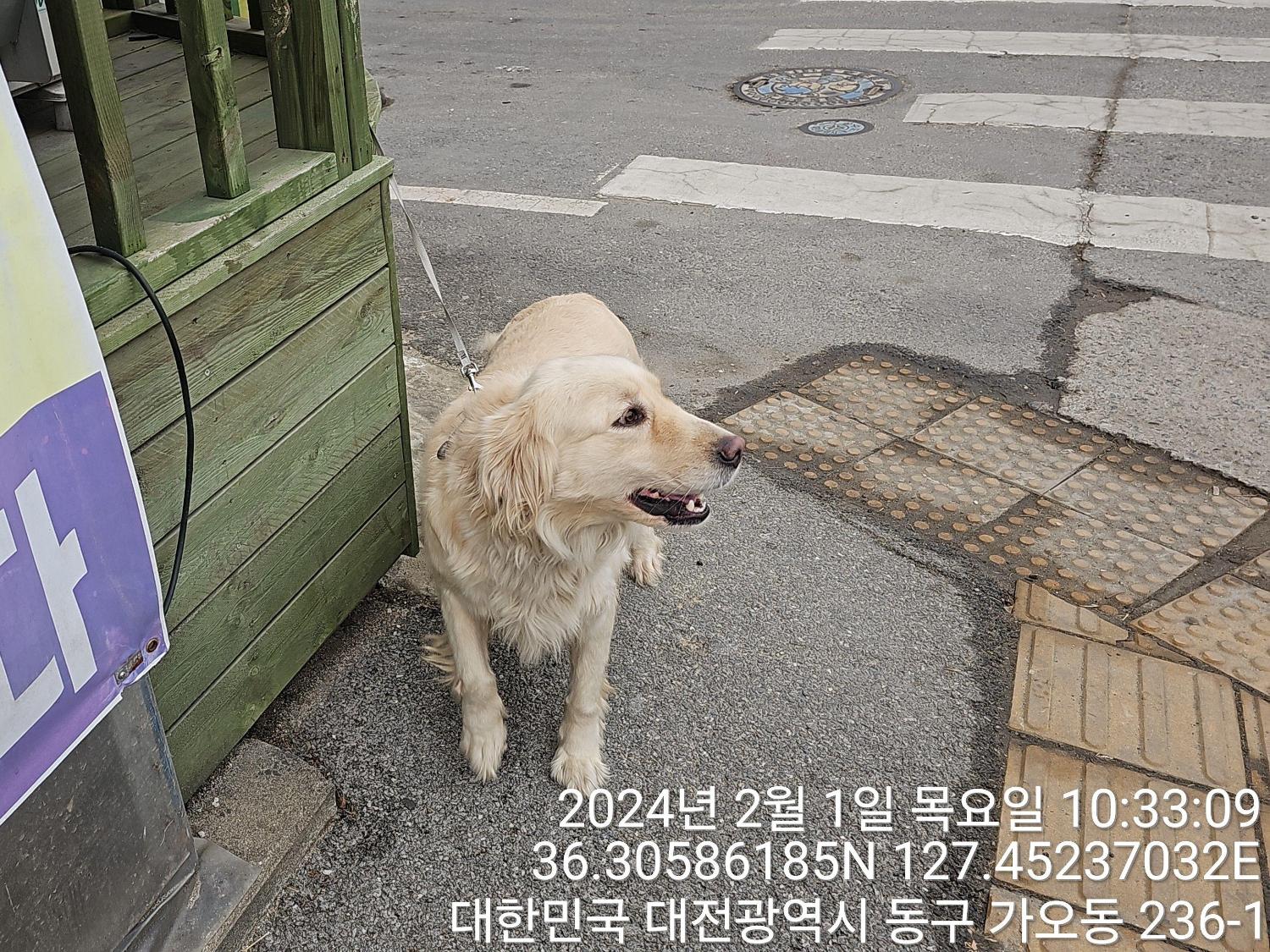 골든 리트리버 이미지 파일 입니다.