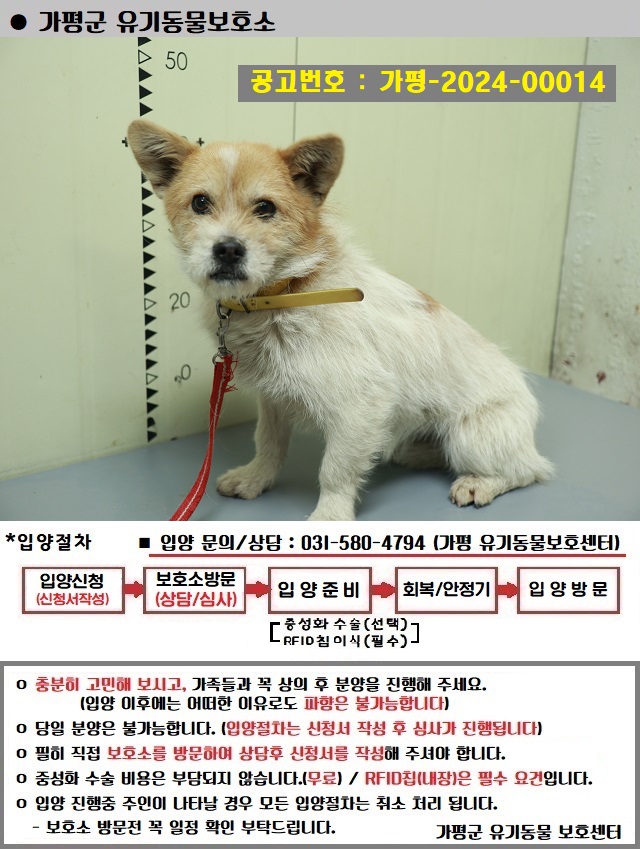 믹스견 이미지 파일 입니다.