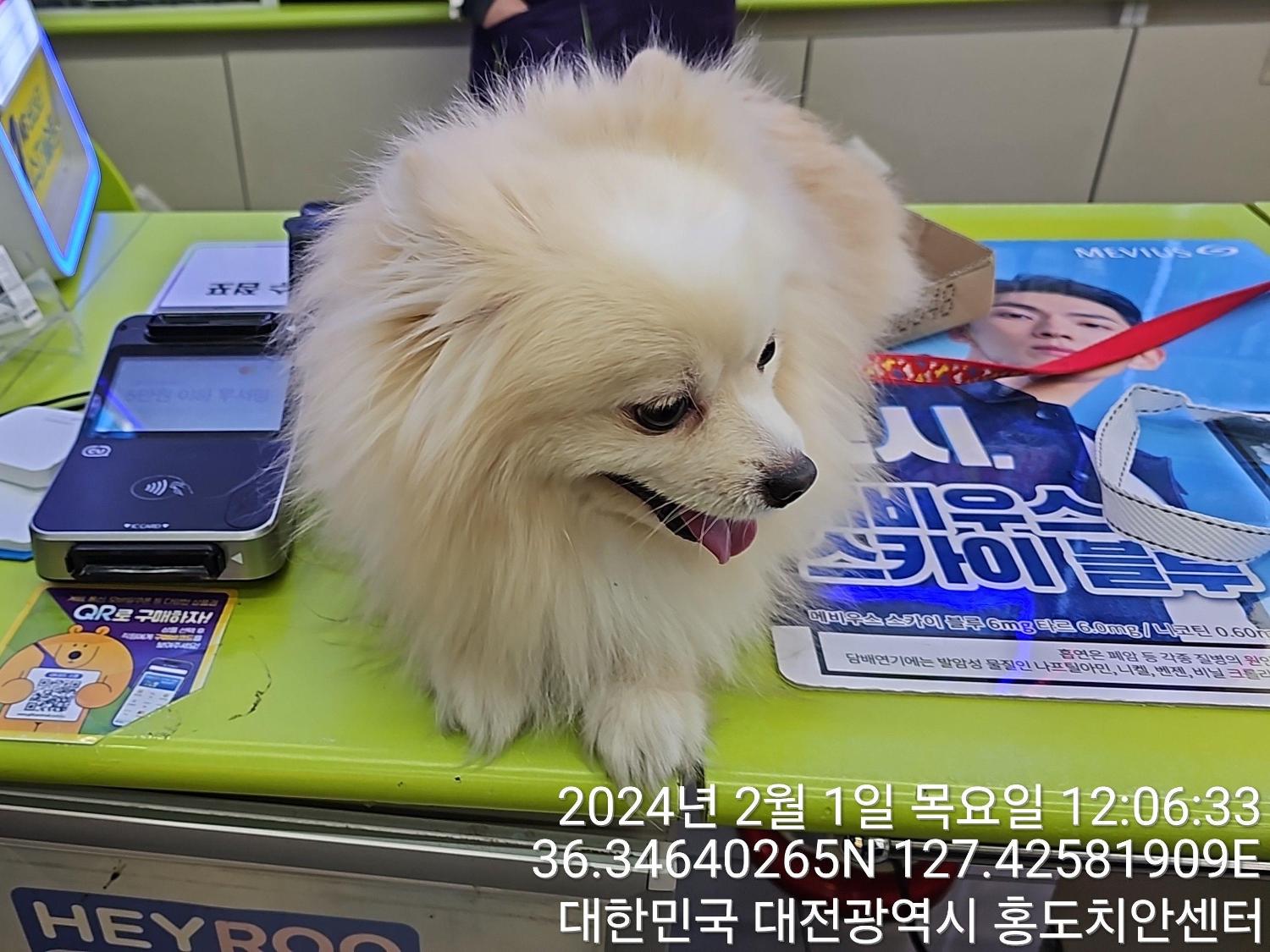 포메라니안 이미지 파일 입니다.