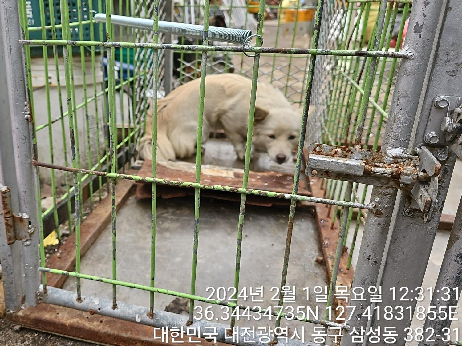 믹스견 이미지 파일 입니다.