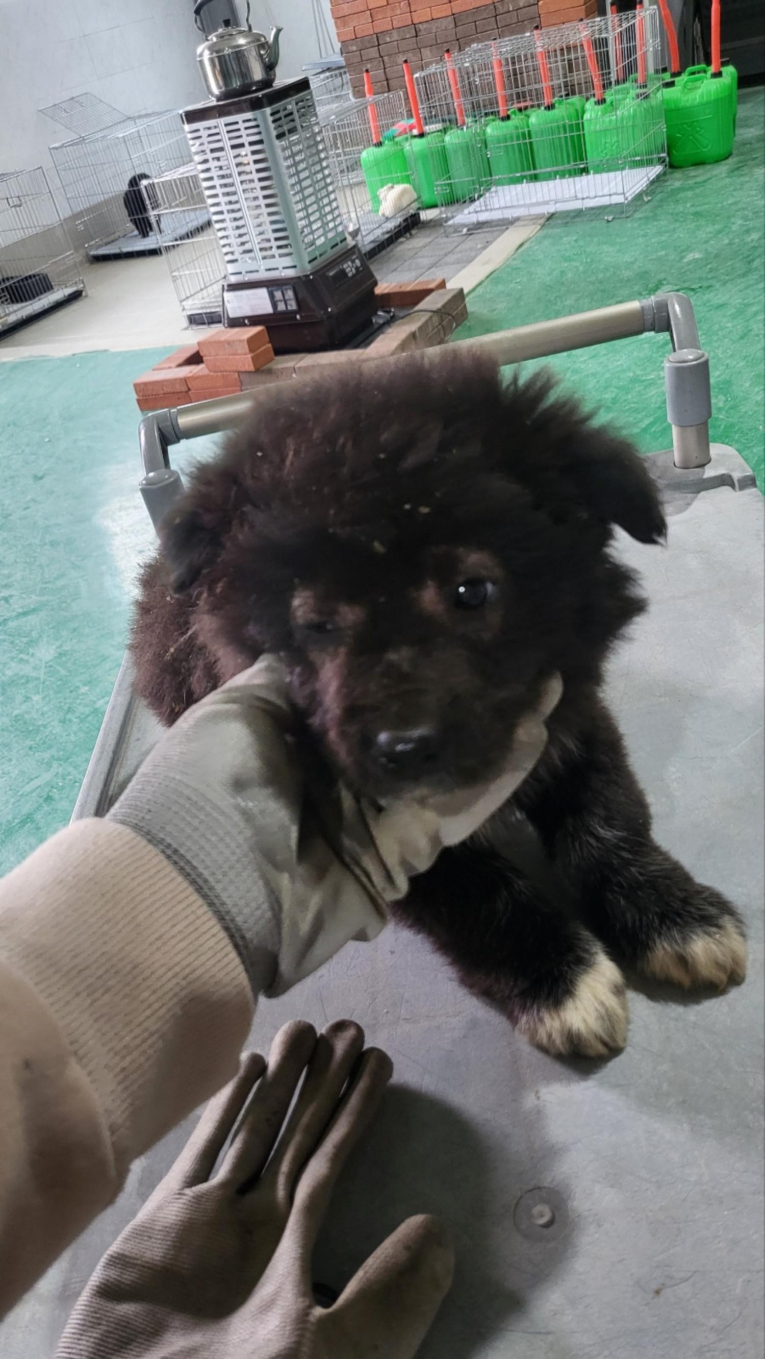 믹스견 이미지 파일 입니다.