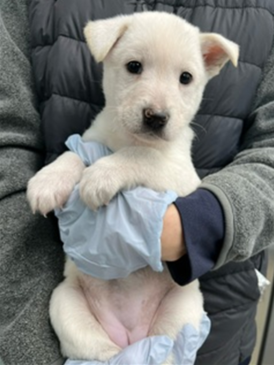믹스견 이미지 파일 입니다.